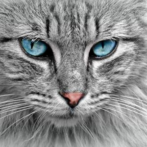 Close-crop photo of a grey tabby cat with clue eyes