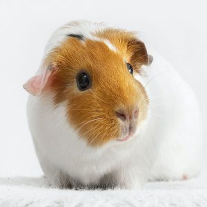 Photo of a brown and white guinea pig