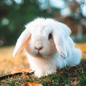 Picture of a floppy-eared white rabbit